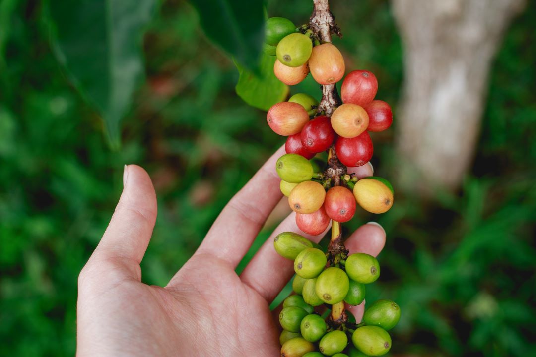 Principais compradores do café brasileiro nos últimos 12 meses